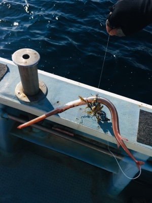 シーモンキー 釣果