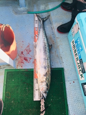 シーモンキー 釣果