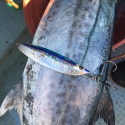 シーモンキー 釣果