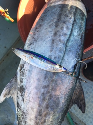 シーモンキー 釣果