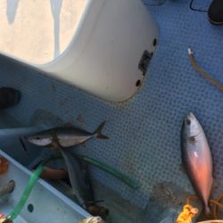 シーモンキー 釣果