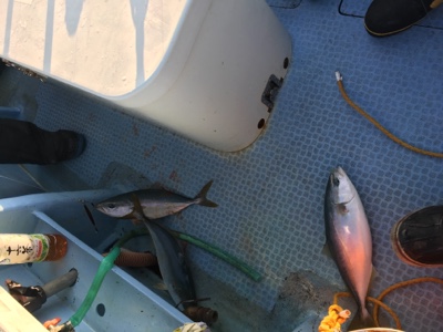 シーモンキー 釣果