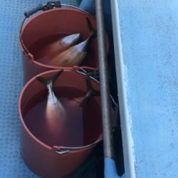 シーモンキー 釣果