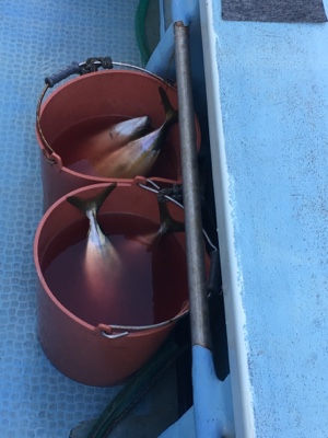 シーモンキー 釣果