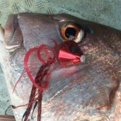 シーモンキー 釣果