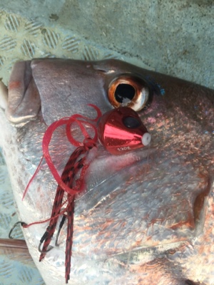 シーモンキー 釣果