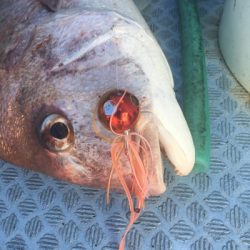 シーモンキー 釣果