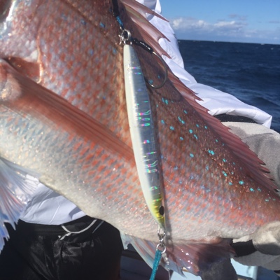 シーモンキー 釣果