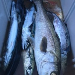 シーモンキー 釣果