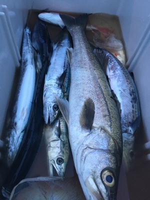 シーモンキー 釣果