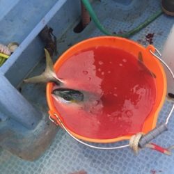 シーモンキー 釣果