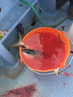 シーモンキー 釣果