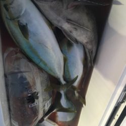 シーモンキー 釣果