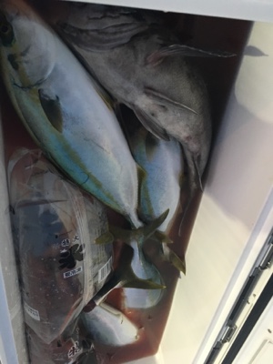 シーモンキー 釣果