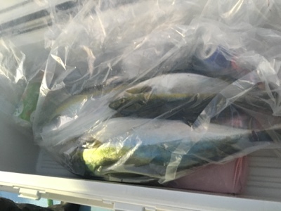 シーモンキー 釣果