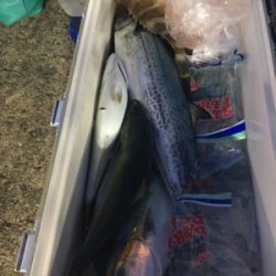 シーモンキー 釣果