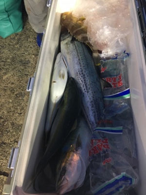 シーモンキー 釣果