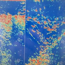 シーモンキー 釣果