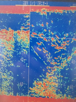 シーモンキー 釣果