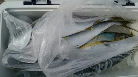 大進丸（新潟） 釣果