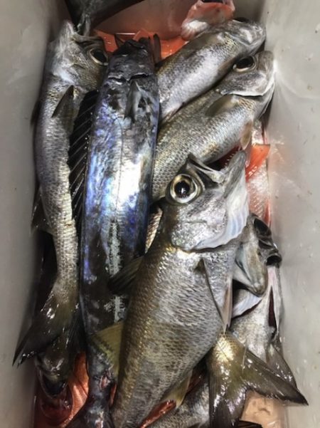 たいし丸 釣果