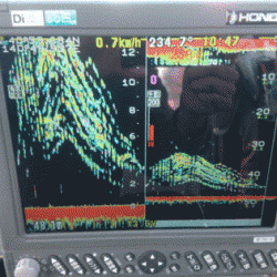 遊漁船ブルーウッズ 釣果