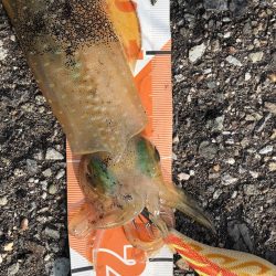 ラトル無しのエギのイメージを一新！高いダート性能とアピール力 LUXXEエヴォリッジ エギングレポート