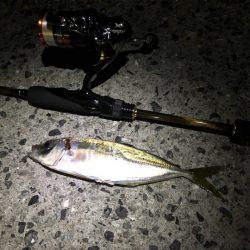 佐多岬の先っちょでアジング堪能！【カズ・ハシモト氏連載 vol.4】