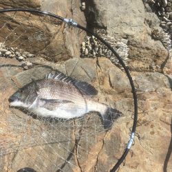 徳島・フカセ釣り事情【きしょう氏連載 vol.4】