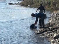 秩父フライフィールド 釣果