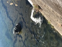 秩父フライフィールド 釣果