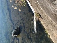 秩父フライフィールド 釣果