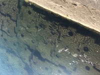 秩父フライフィールド 釣果