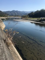 秩父フライフィールド 釣果
