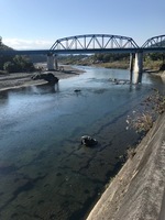 秩父フライフィールド 釣果