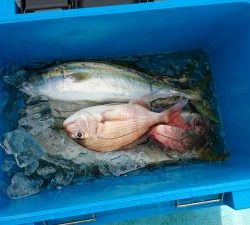 はじめ丸 釣果