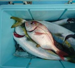 はじめ丸 釣果