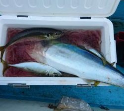はじめ丸 釣果