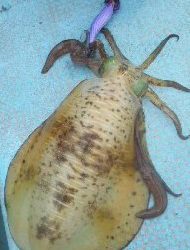 シースナイパー海龍 釣果