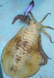 シースナイパー海龍 釣果