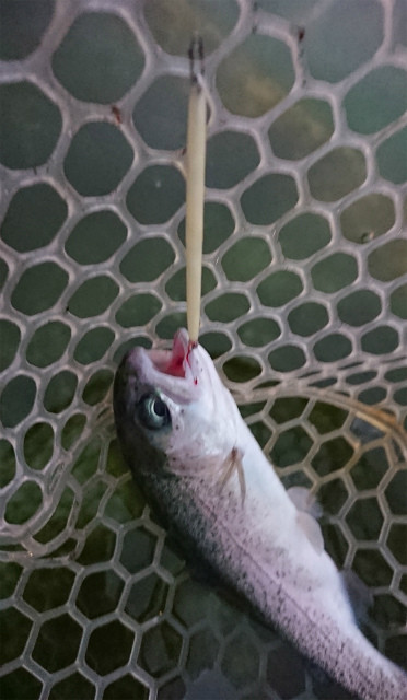 としまえんフィッシングエリア 釣果