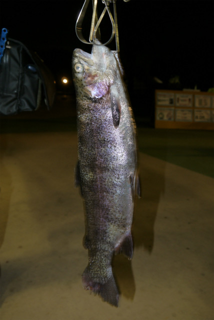 としまえんフィッシングエリア 釣果