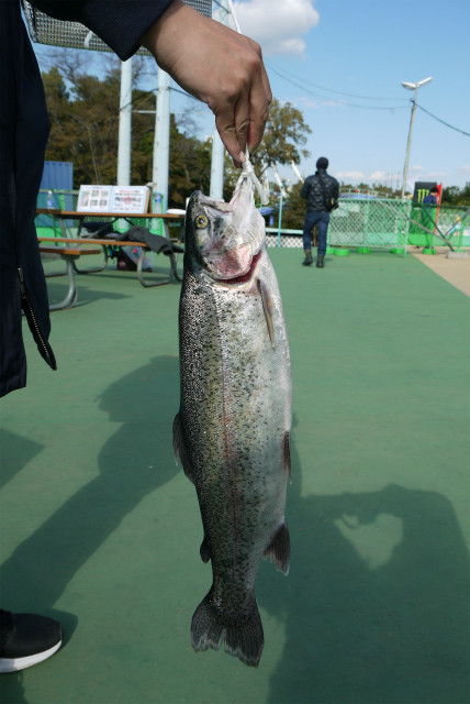 としまえんフィッシングエリア 釣果