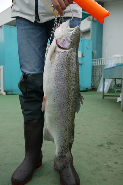 としまえんフィッシングエリア 釣果