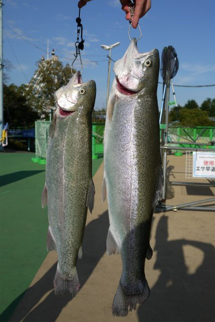 としまえんフィッシングエリア 釣果