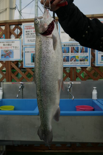 としまえんフィッシングエリア 釣果