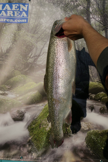 としまえんフィッシングエリア 釣果