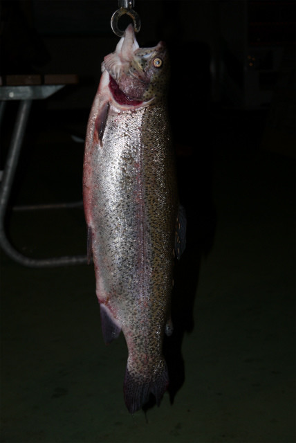 としまえんフィッシングエリア 釣果