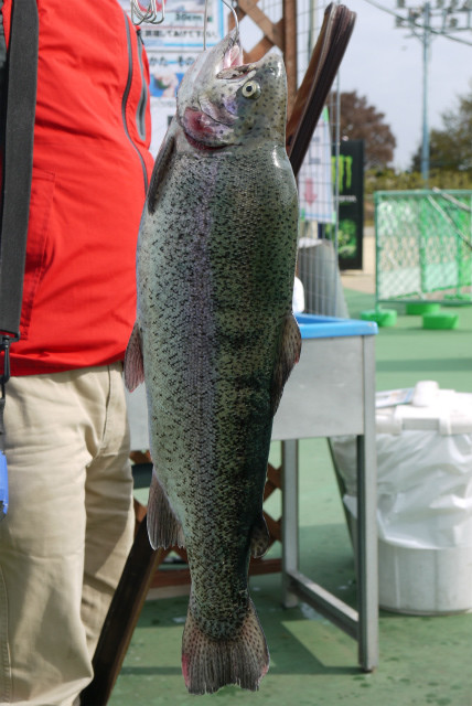 としまえんフィッシングエリア 釣果