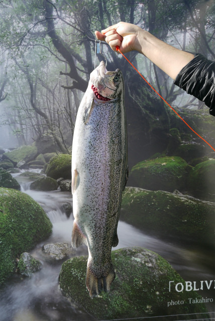 としまえんフィッシングエリア 釣果